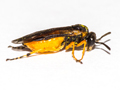 Athalia bicolor